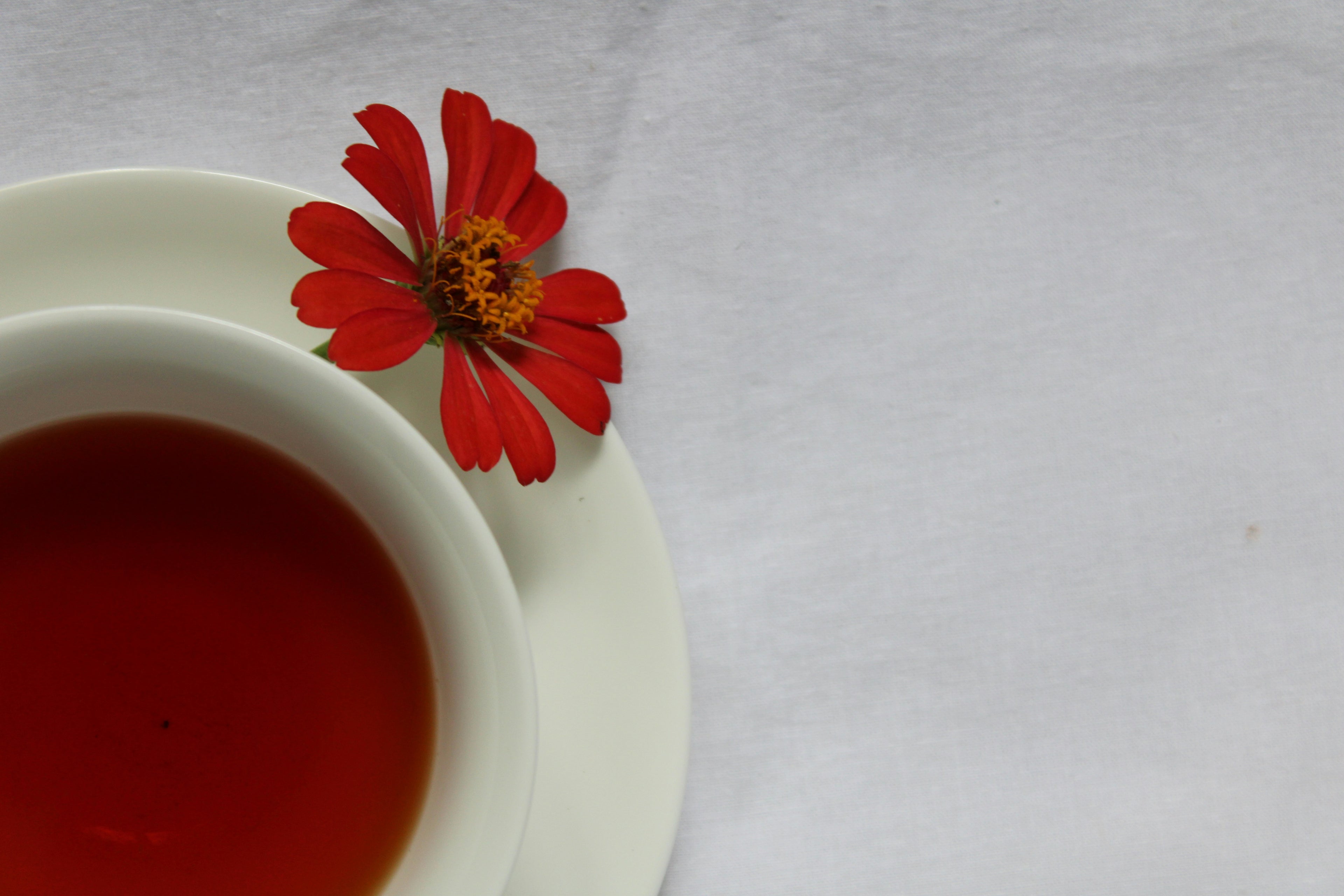 Deep amber Rooibos tea infusion in a quiet winter teahouse setting, caffeine-free wellness. | Cove Tea Co